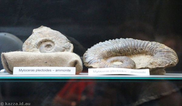 Ammonite fossils
