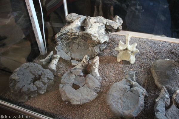 Vertebrae fossils
