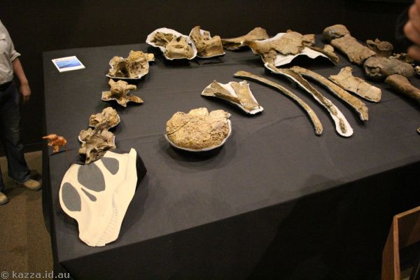 Dinosaur skeleton at the Age of Dinosaurs museum