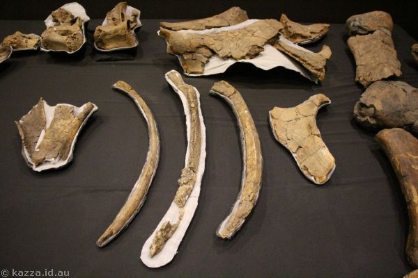 Dinosaur skeleton at the Age of Dinosaurs museum