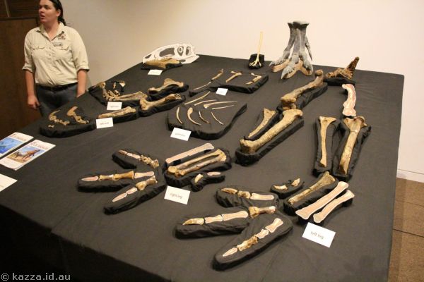 Skeleton of Banjo at the Age of Dinosaurs museum