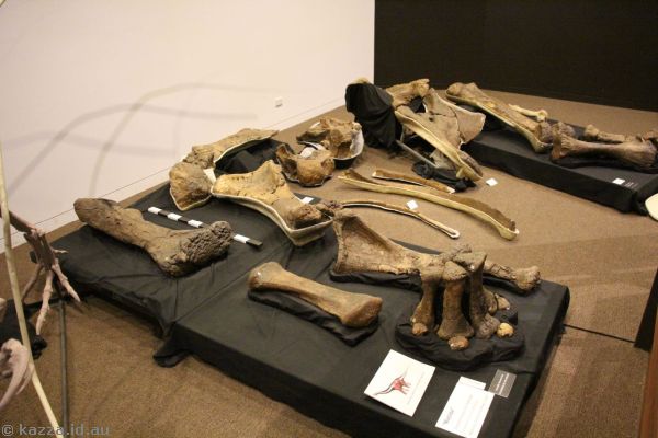 Skeleton of Matilda at the Age of Dinosaurs museum