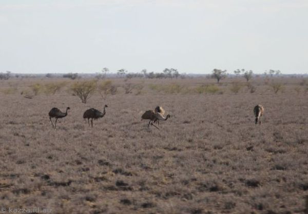 Emus off the Landsborough Highway