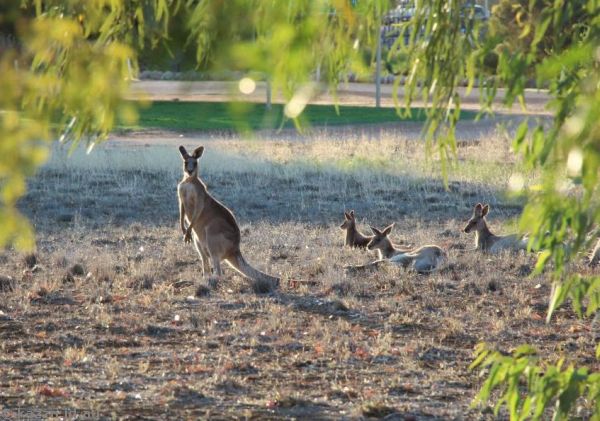 Kangaroos next to the Albert Park Motor Inn