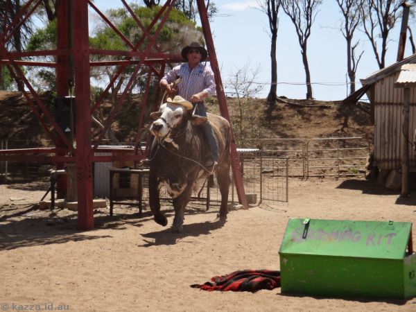 Lachie Cosser riding Jigsaw the brahman bull