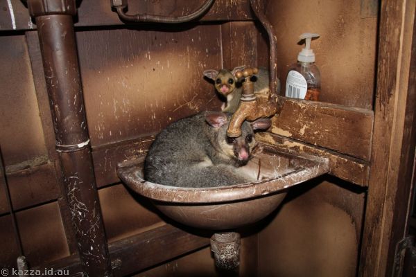 Possom and joey on the Thomson Belle