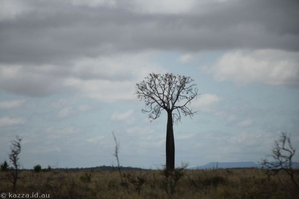 Bottle tree