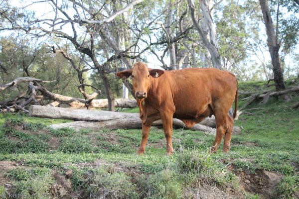 Cow on the side of the road