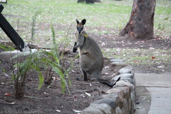 Wallaby at the lodge