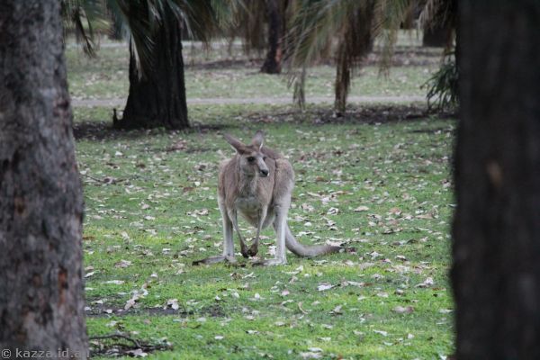 Kangaroo at the lodge