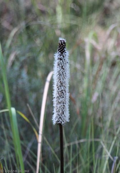 Grass tree flowers