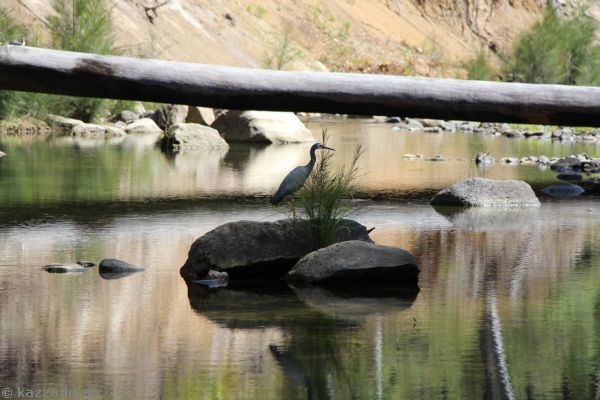 Heron in Carnarvon Creek