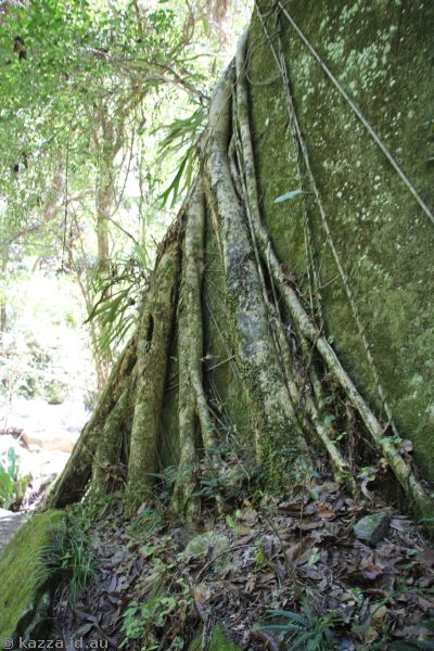 Tree roots on a rock at Moss Garden