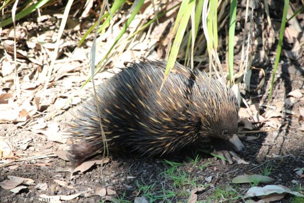 Echidna at Carnarvon Gorge Wilderness Lodge