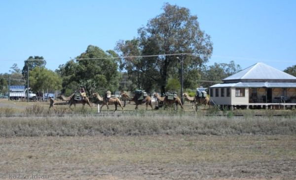 Camel train in Yuleba