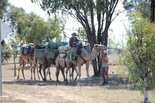 Camel train