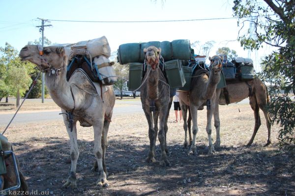 Camel train