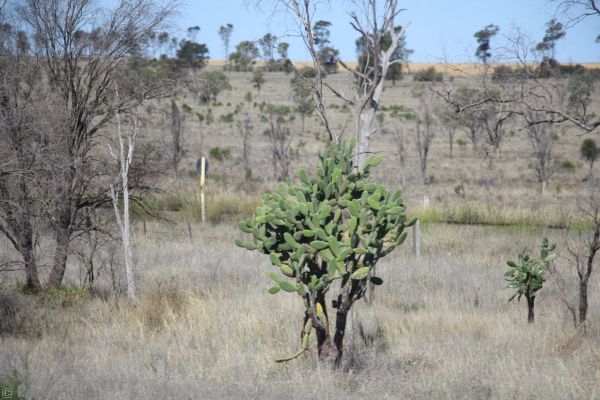 Prickly pear tree