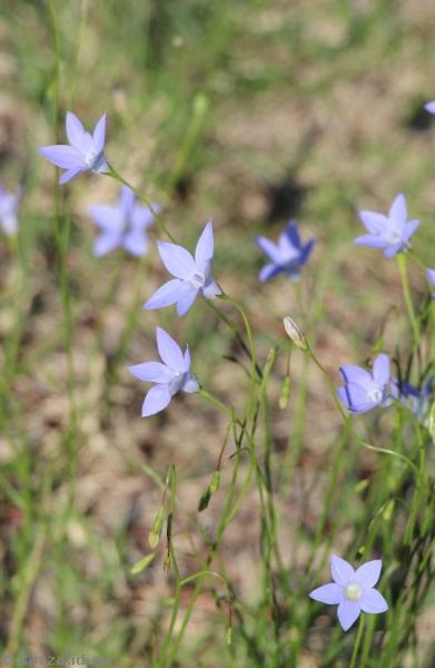 Bluebells in Chinchilla