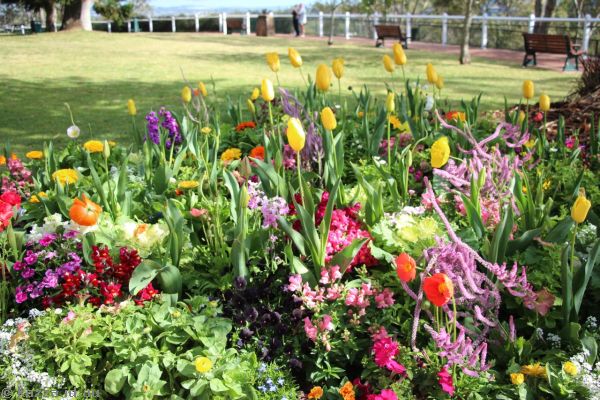 Flowers at Picnic Point