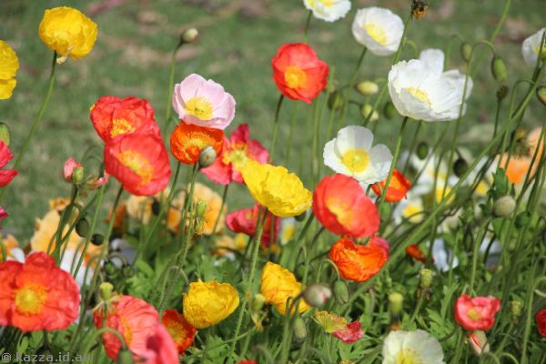 Flowers at Picnic Point