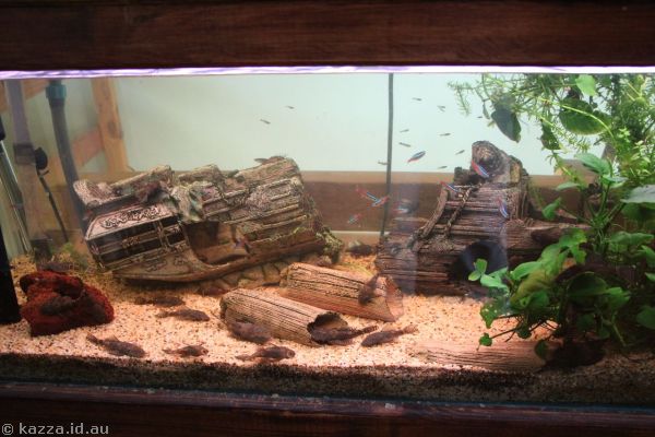 Pleco tank