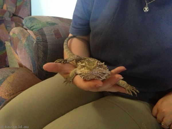 Kailyn's bearded dragon