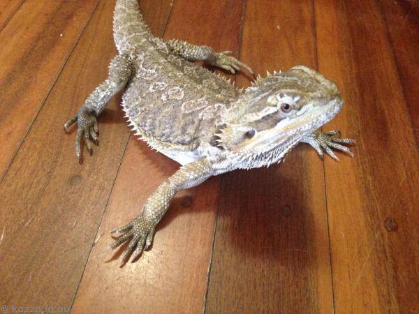 Kailyn's bearded dragon