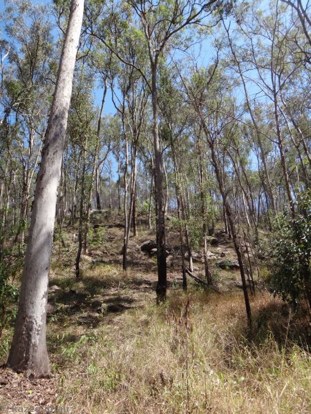 Trees on the way to White Rock