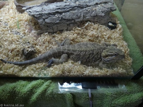 Kailyn's bearded dragon