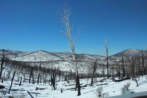 The bleakness of the bushfire ravaged Snowy Mountains