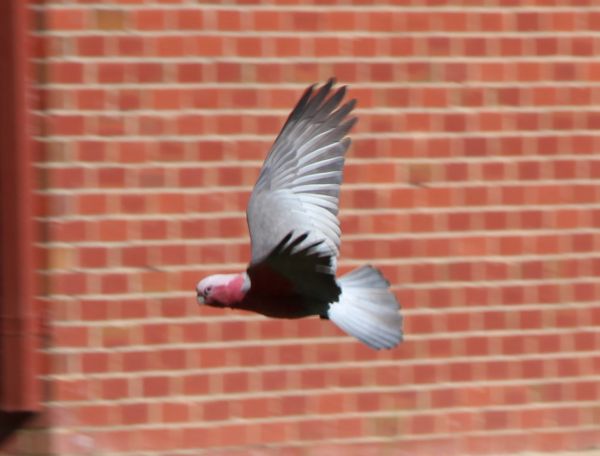 Galah at Brandy Mary Park at Blowering Dam