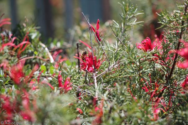 Bee and flowers at Tumut Lookout