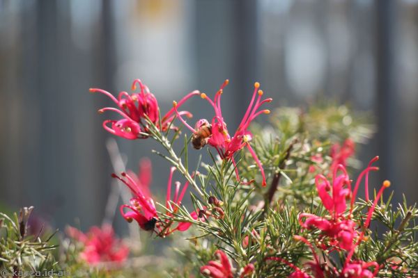 Bee and flowers at Tumut Lookout