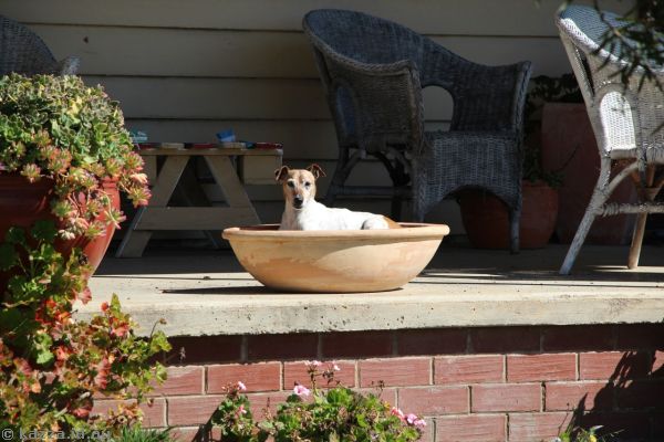Dog watching us from a house on Capper Street