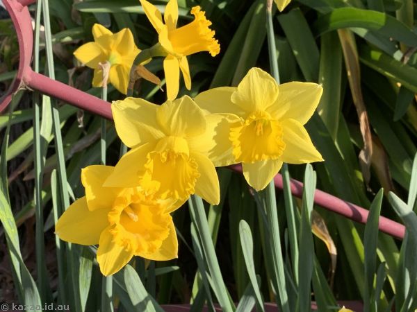 Daffodils
