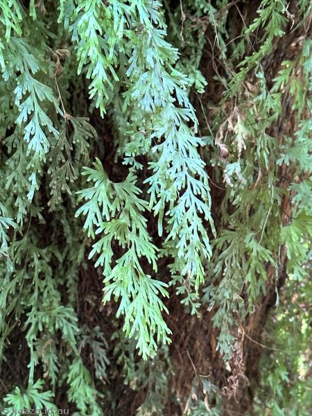 Fern at Liffey Falls