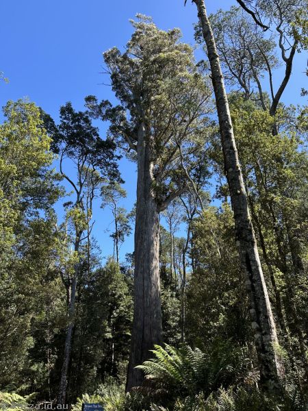 Big Tree - a brown top stringy bark (eucalyptus obliqua)