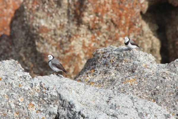 White-fronted chats on Diamond Island