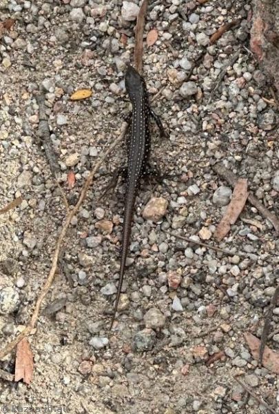 Lizard on Mt Amos track