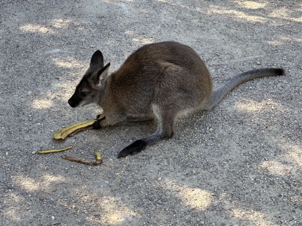 Wallaby at the car park