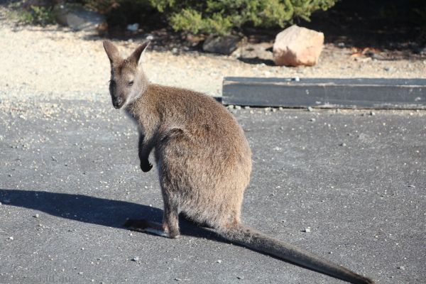 Wallaby near Cape Tourville Lighthouse