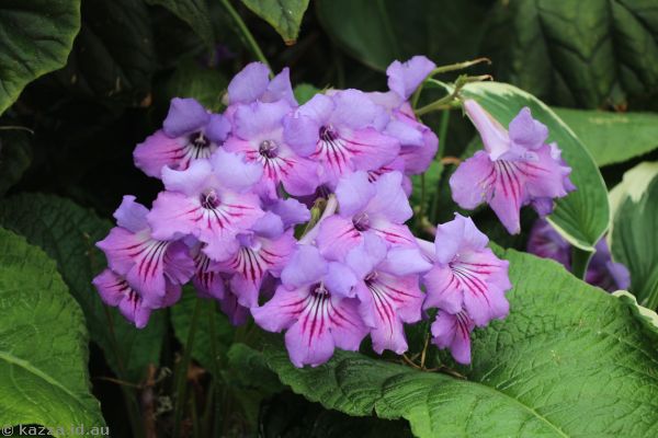 Flowers in the Conservatory