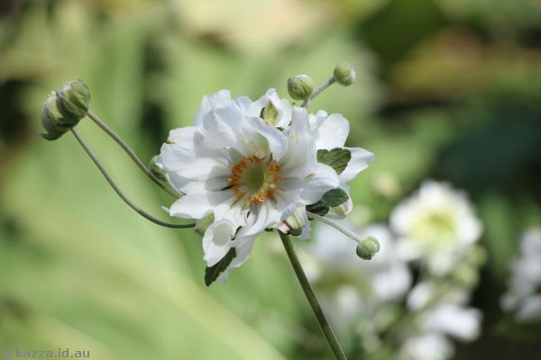 Flower near the Lily Pond