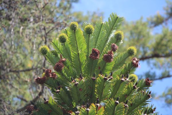 Wollemi pine