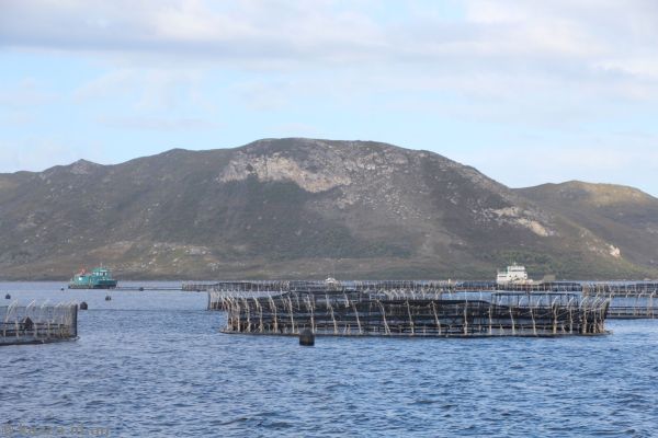 Salmon breeding nets in Macquarie Harbour