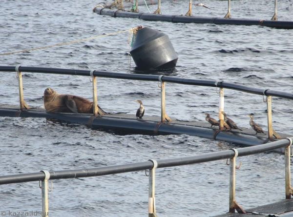 Fur seal and cormorants on top of a salmon breeding net