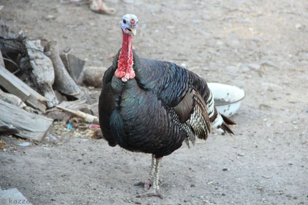 A turkey in Turkey!!