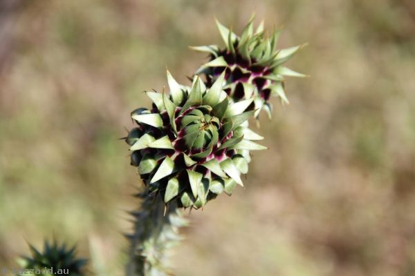 Thistle at Troas
