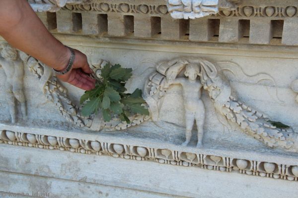 Oak leaves and oak leaves carved in the marble
